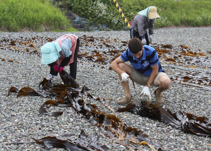 春立で昆布漁の見学と昆布干し体験