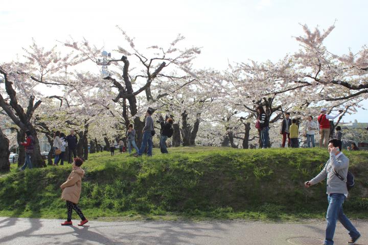 五稜郭の桜は丁度見ごろを迎えて満開で、とても素敵でした。