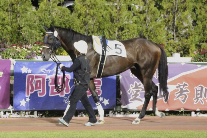 優勝したスムライノモン、レース前のパドックの様子。