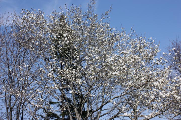 春山桜の花芽もふくらみ、コブシが満開の山手公園